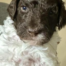 Nugget - Parti female Poodle puppy in Stanley, Wisconsin from McJare's Puppy Palace