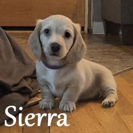 Dachshund Puppies from Costal Cream Doxies