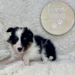 PROMISE - Black & tan female Toy Shetland Sheepdog puppy in Livonia, Michigan from M7’s Shelties, Toonies & AussieDoodles
