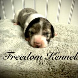 Dachshund Puppies from Queen Bee Doxies