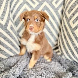 Eloise ASCA AKC - Red tri-color female Australian Shepherd puppy in Blomkest, Minnesota from Meljestic Farms