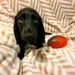 Johnny - Price Reduced - Black male Dachshund puppy in Waynesboro, Tennessee from Owl Hollow Farm Miniature Dachshunds