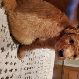 Goldendoodle Puppies from Soule Buddies