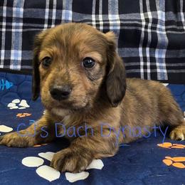 MICHAEL 3200 - Cream male Dachshund puppy in Gatesville, Texas from CJ's Dach Dynasty