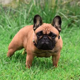 Odyssey - French Bulldog