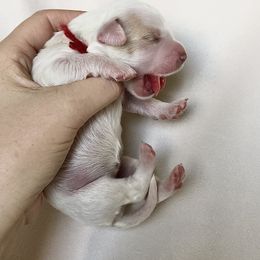 Goldendoodle Puppies from Phoenix AZ Doodles