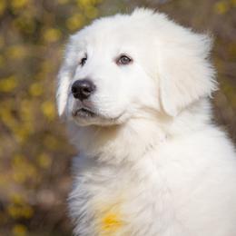 Tundra - White female Maremma Sheepdog puppy in Conway, Missouri from 2J 2K Border Collies | Maremma Sheepdogs