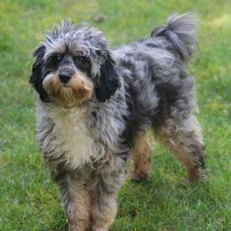 Khloe - Aussiedoodle