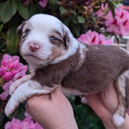 Valor - Red merle male Miniature Australian Shepherd puppy in Marysville, Washington from Garay Mini Aussies
