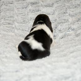 Annie - Black brown and white female Basset Hound puppy in Middle Ga 1.5 Hrs From Atlanta, Georgia from Mountain Ridge Basset Hounds
