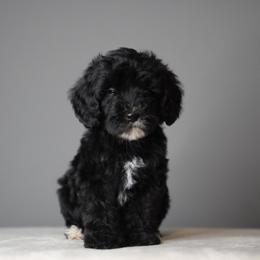Ash - teal collar - Tri-color female Bernedoodle puppy in Caldwell, Idaho from Boise Doodle Co.