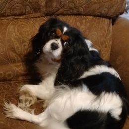Annie - Cavalier King Charles Spaniel