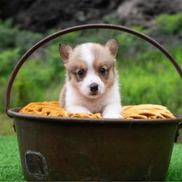 Cole - Red male Pembroke Welsh Corgi puppy in Manchester, Kentucky from Riverside Corgis