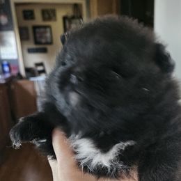 Pomeranians from Tracy Rush