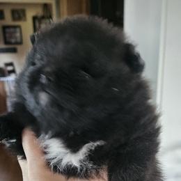 Pomeranians from Tracy Rush