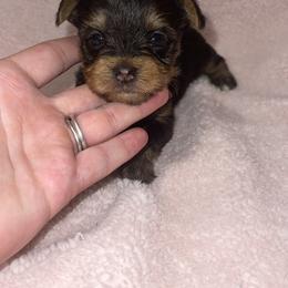 Yorkshire Terrier Puppies from Southern Sweetheart Kennels