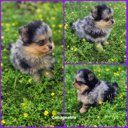 Sailor - Pomeranian