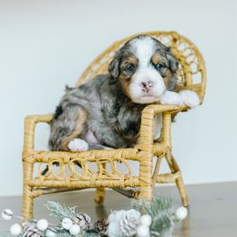 Vesta - Merle female Bernedoodle puppy in Spanish Fork, Utah from K Brand Doodles
