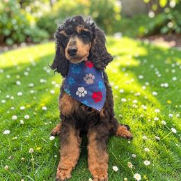 Frigg - Phantom female Poodle puppy in Magnolia, Texas from Celestial Jewels Poodles
