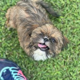 Ginger - Shih Tzu