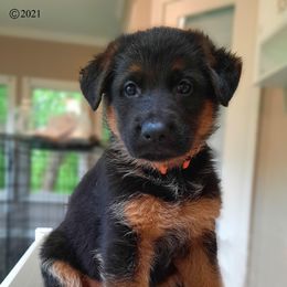 German Shepherd Puppies from Crannog Working K9 LLC