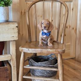 AKC Meet Gil :) - Red male Dachshund puppy in Centerville, Iowa from Barnyard Dachshunds, Dals & Doodles