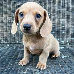 Red - Dapple male Dachshund puppy in Mount Carmel, Tennessee from HS Goldens