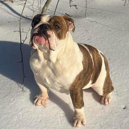 Monse - Bulldog