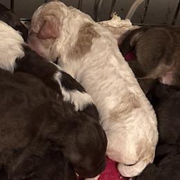 Pup3 - Orange roan female Lagotto Romagnolo puppy in Old Saybrook, Connecticut from Sherlyn Kennels