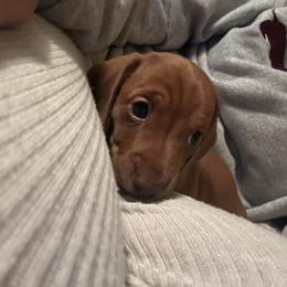 Tellulah - Red female Dachshund puppy in Buffalo, New York from Flanagan’s Pride of Scotland