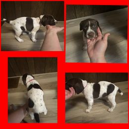 Red Boy - White and liver German Shorthaired Pointer puppy in Export, Pennsylvania from Pisone Pointer's