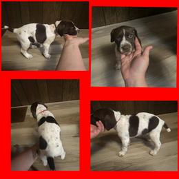 Red Boy - White and liver German Shorthaired Pointer puppy in Export, Pennsylvania from Pisone Pointer's