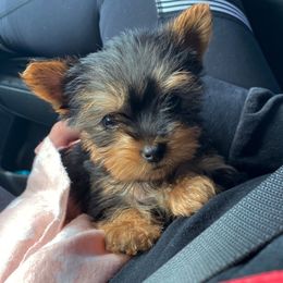 Yorkshire Terrier Puppies from Yorkie CuteNess!
