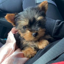 Yorkshire Terrier Puppies from Yorkie CuteNess!