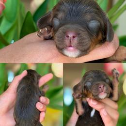 December - Tri-color male Cavapoo puppy in Yuciapa, California from AlltheDoodlez_
