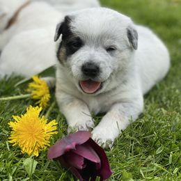 Australian Cattle Dog Puppies from Foxglove Field Farm