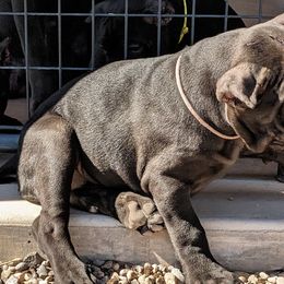 Girl 4 - Black Cane Corso puppy in Los Lunas, New Mexico from Top Gun Kennels NM