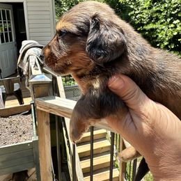 Dachshund Puppies from Memaw’s Minis Babies Doxies