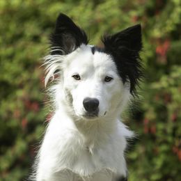 Lady - Border Collie