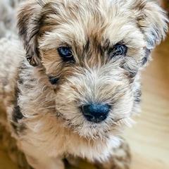 Bernedoodle and Whoodle Puppies from Fleury Farm Doodles NC