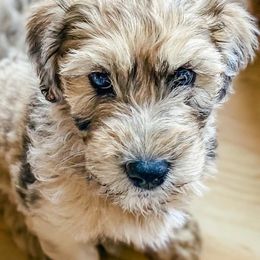 Bernedoodle and Whoodle Puppies from Fleury Farm Doodles NC