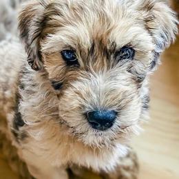 Bernedoodle and Whoodle Puppies from Fleury Farm Doodles NC