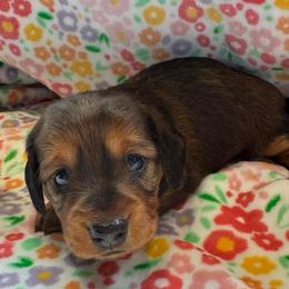 Girl 1 - Sable female Dachshund puppy in Andalusia, Alabama from Sweet Home Alabama Dachshunds
