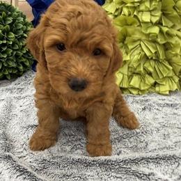 Double Doodle puppies from Abbott Mini Doodles