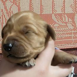 Bullet - Dark golden male Golden Retriever puppy in Princeton, Minnesota from Bewitched Goldens