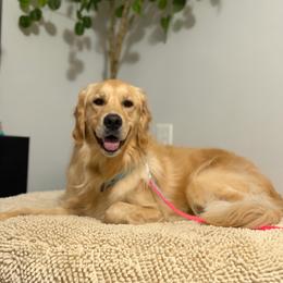 Josie - Golden female Golden Retriever puppy in Duncan, South Carolina from Glimmer Goldens