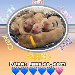Golden Retriever Puppies from Shady Hill Acres Golden Retrievers