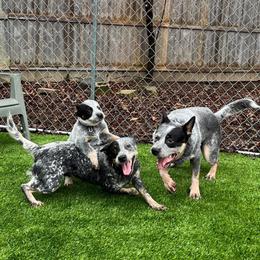 Australian Cattle Dog puppies from Fox Hill Farm & K9