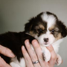 Sarah - Black and tan female Pembroke Welsh Corgi puppy in South Otselic, New York from Ridge Top Corgis