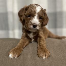 Shortbread - Red male Cavapoo puppy in Mouth Of Wilson, Virginia from HoneyBunn Doodle Co.